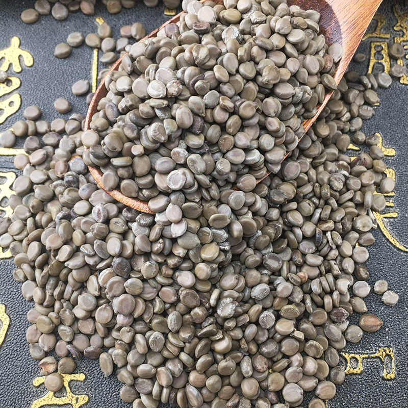 Cassia Occidentalis Seeds Wang Jiang Nan 望江南 Dried Folk Herb Bulk 500g - Image 4