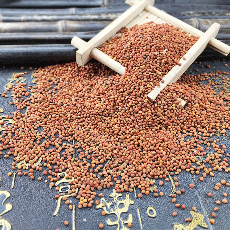 Chu Shi Zi Dried Broussonetia Fruit 500g Traditional TCM Herb for Decoction and Herbal Tea - Image 4