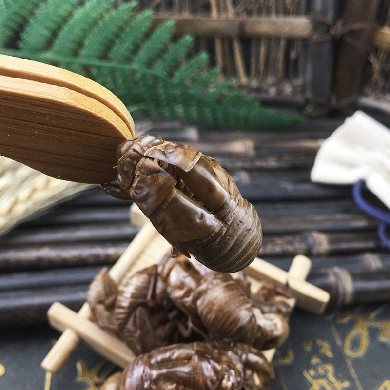 Cicada Slough Chan Tui 蝉蜕 Dried Whole Molts Traditional TCM Herb 500g Washed and Sun Dried - Image 4
