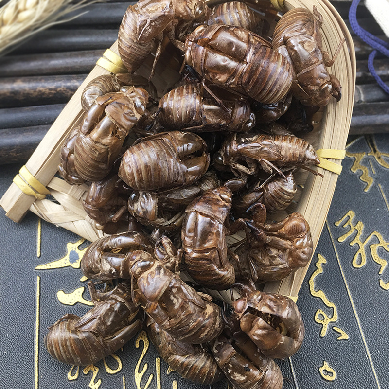 Cicada Slough Chan Tui 蝉蜕 Dried Whole Molts Traditional TCM Herb 500g Washed and Sun Dried - Image 3