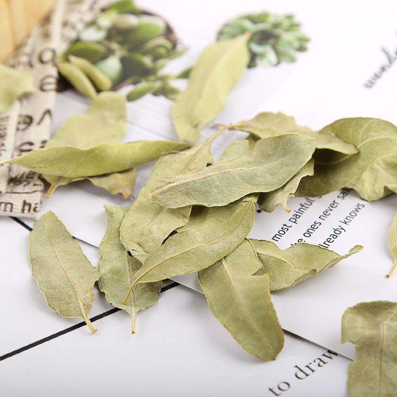 Luobuma Tender Leaf & Bud (Apocynum venetum) — Xinjiang Dried Food Herb, 500g - Image 3