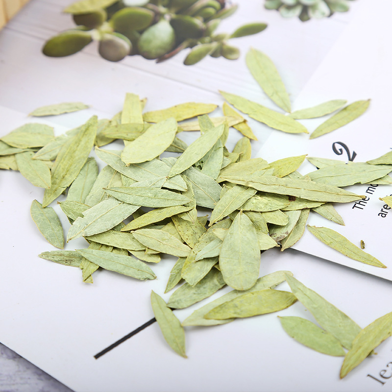 Senna Leaf (Senna alexandrina) — Dried Food Herb, Loose Bulk 500g - Image 3