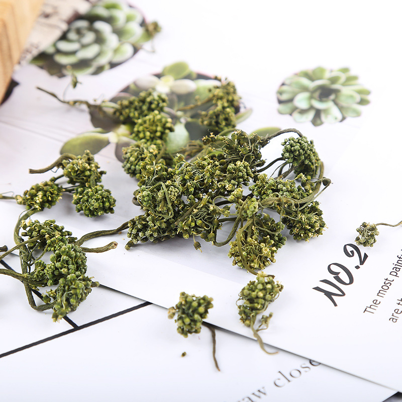 Ginseng Flower (Panax ginseng) — Dried Changbai Mountain Ginseng Flower for Tea & Infusion - Image 3