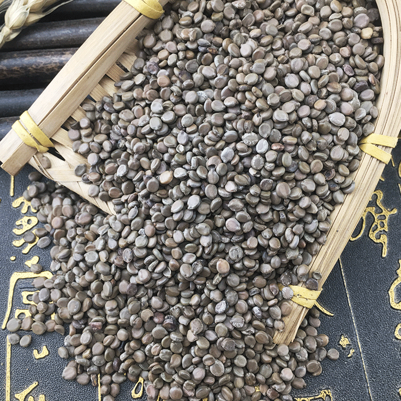 Cassia Occidentalis Seeds Wang Jiang Nan 望江南 Dried Folk Herb Bulk 500g - Image 3