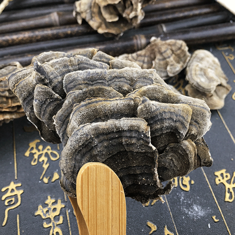 Yun Zhi Coriolus Mushroom Dried Cloud Polypore Slices Traditional Herbal Decoction Ingredient 500g - Image 3