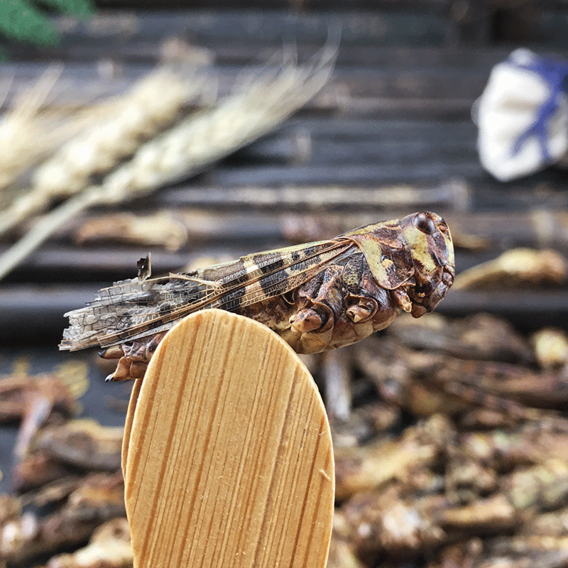 Dried Grasshoppers Ma Zha Edible Insect Snack Ingredient Sun Dried 500g - Image 3