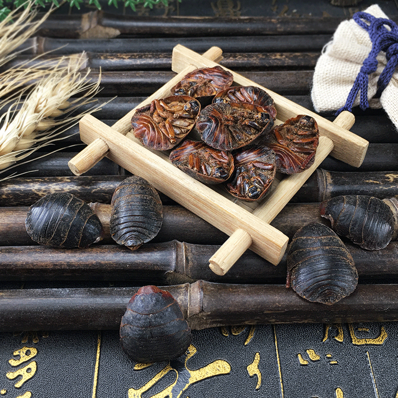 Dried Ground Beetle Tu Bie Chong Whole Insect Traditional Chinese Herb Bulk Dried Decoction Ingredient - Image 3