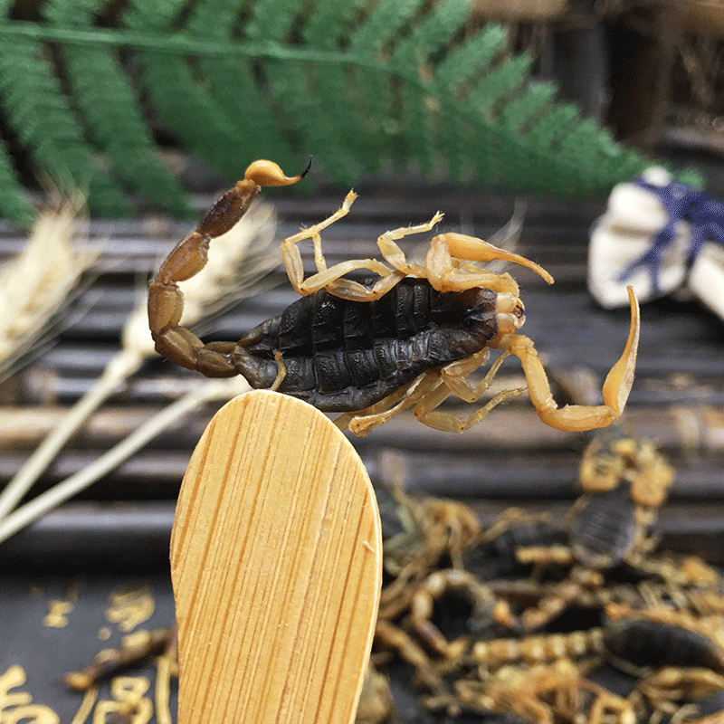 Dried Whole Scorpion Quan Xie 全蝎 Whole Body 100g Culinary and Tonic Herb - Image 4