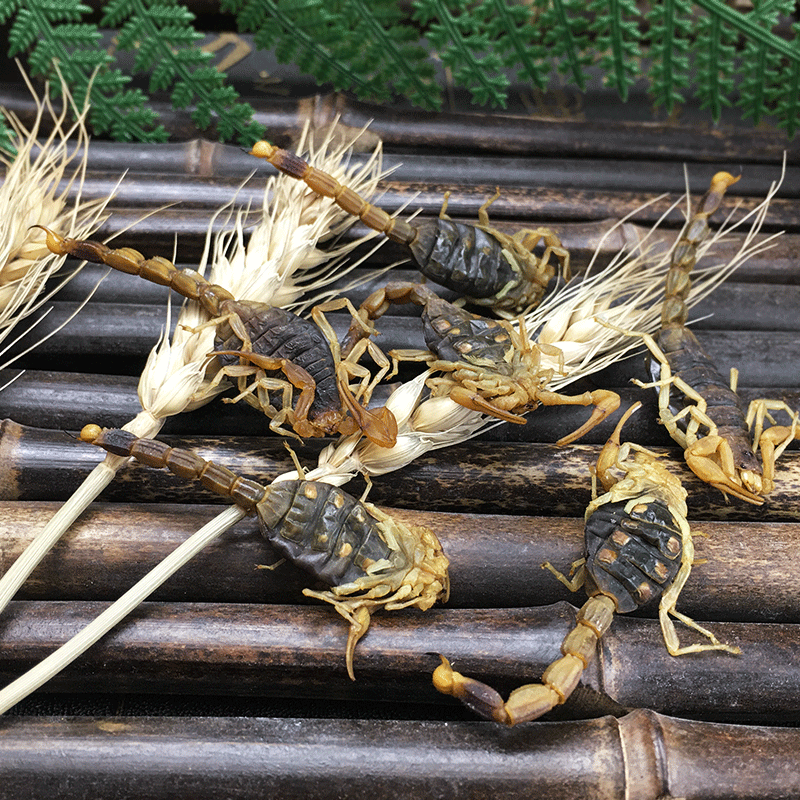 Dried Whole Scorpion Quan Xie 全蝎 Whole Body 100g Culinary and Tonic Herb - Image 2