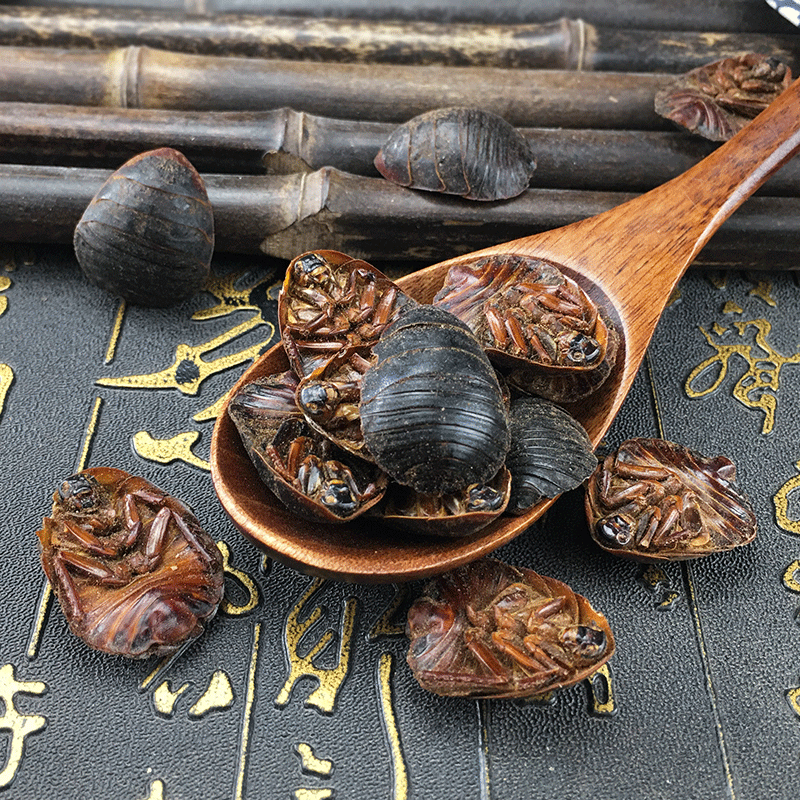 Dried Ground Beetle Tu Bie Chong Whole Insect Traditional Chinese Herb Bulk Dried Decoction Ingredient - Image 2