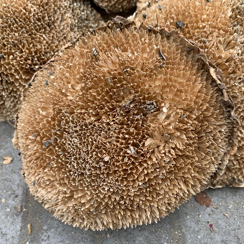 Dried Sunflower Disc Kui Hua Pan Helianthus annuus Whole Flower Head Traditional Herbal Ingredient 500g - Image 4
