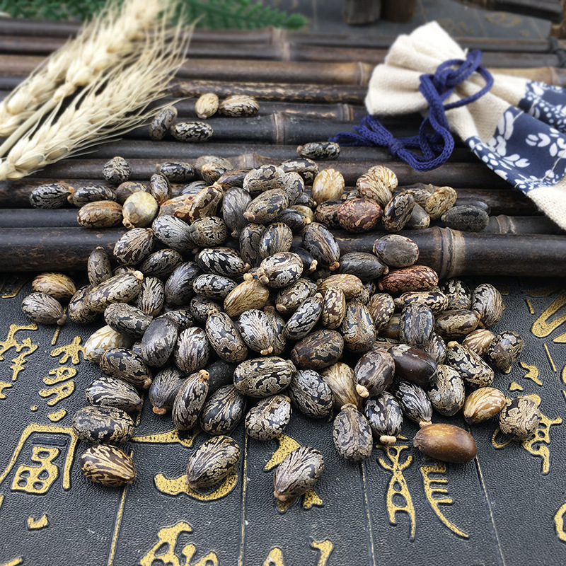 Castor Seeds Bi Ma Zi Dried Ricinus Communis Bulk Herbal Seeds 500g - Image 2