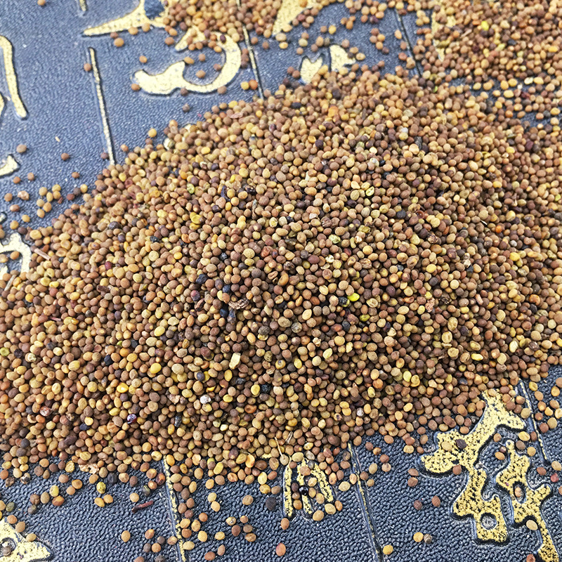 Dried Cuscuta Seeds Tu Si Zi Whole Herb Bulk 500g Water Washed Traditional Chinese Botanical - Image 2