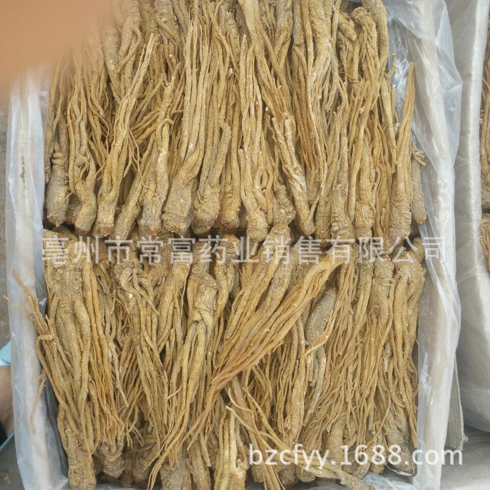 Dried Angelica Sinensis Slices Dang Gui Whole Root TCM Herbal Decoction Ingredient 500g - Image 2