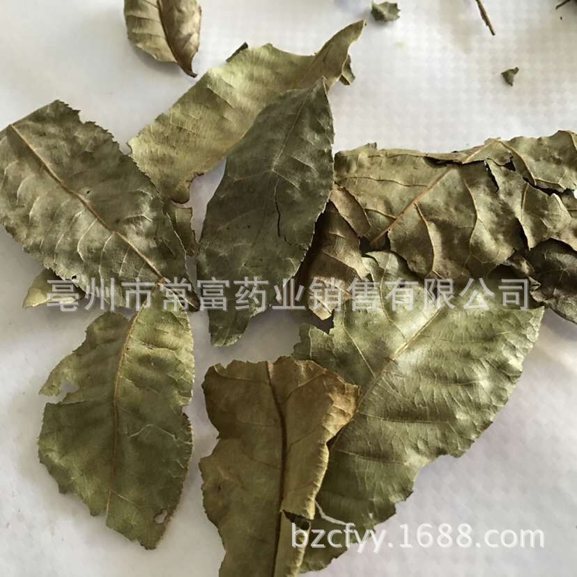 Cyclocarya Pilius Qing Qian Liu Whole Leaf Tea 500g Fujian Origin - Image 4