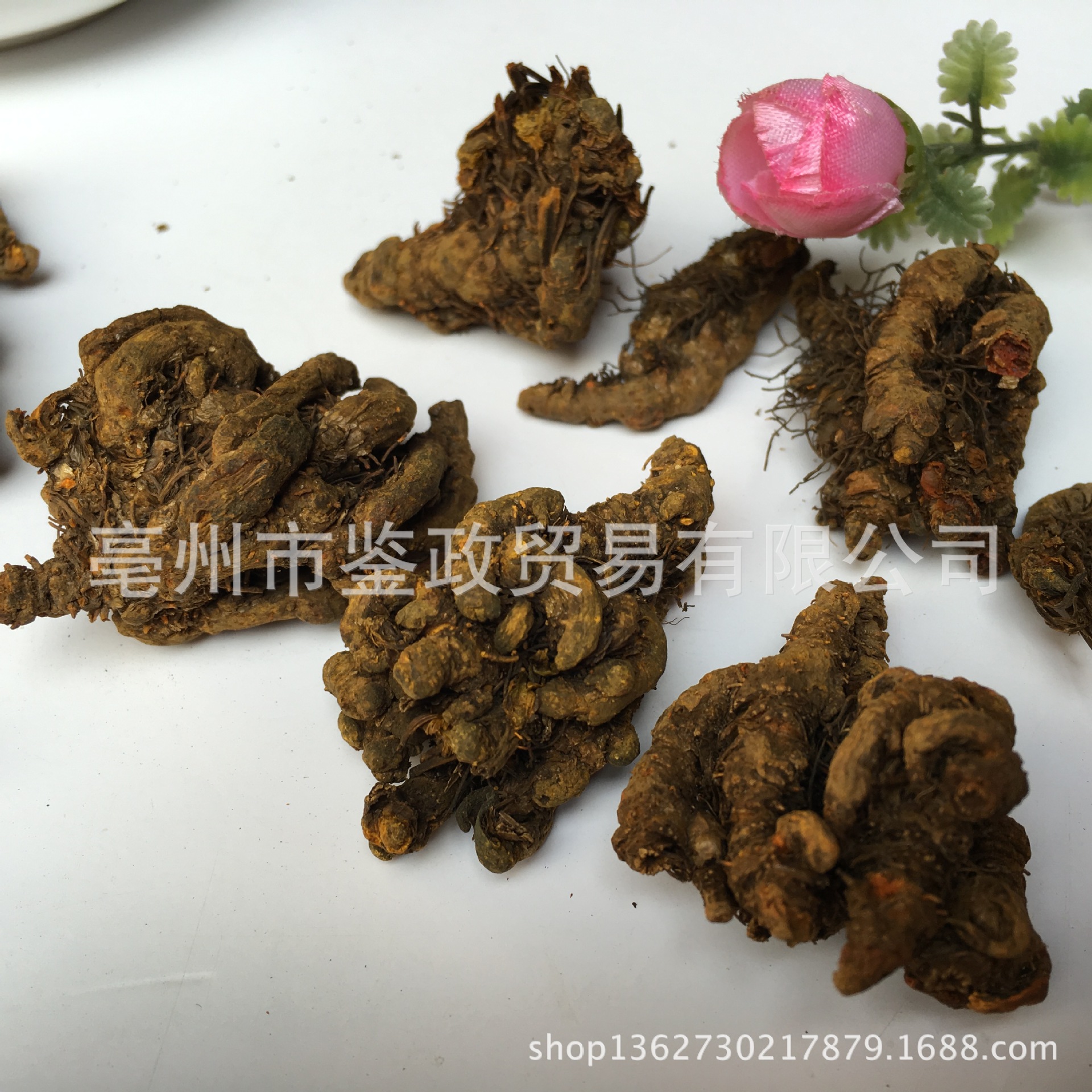 Coptis Slices Huang Lian 黄连 Dried Chinese Goldthread Root Decoction Pieces Sichuan Origin 500g - Image 3