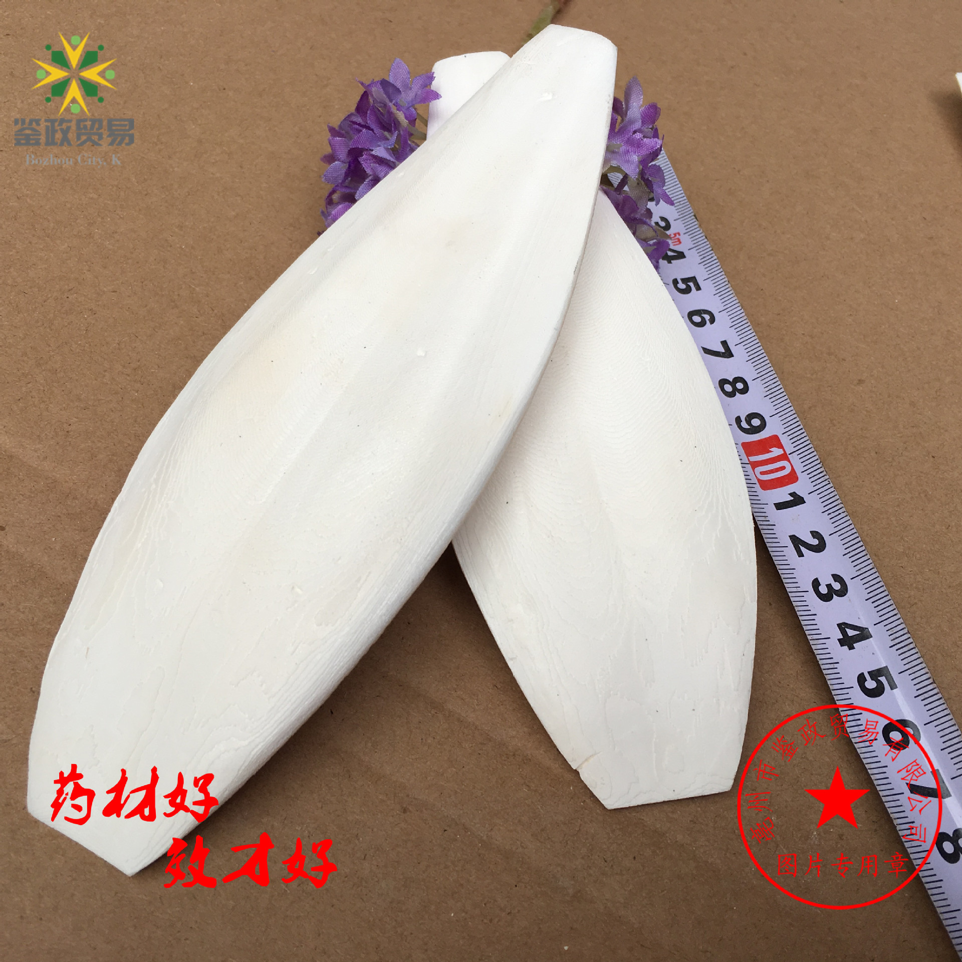 Dried Cuttlebone Hai Piao Xiao 海螵蛸 Whole Cuttlefish Bone 20-25cm Natural Pet Chew and Herbal Material - Image 2