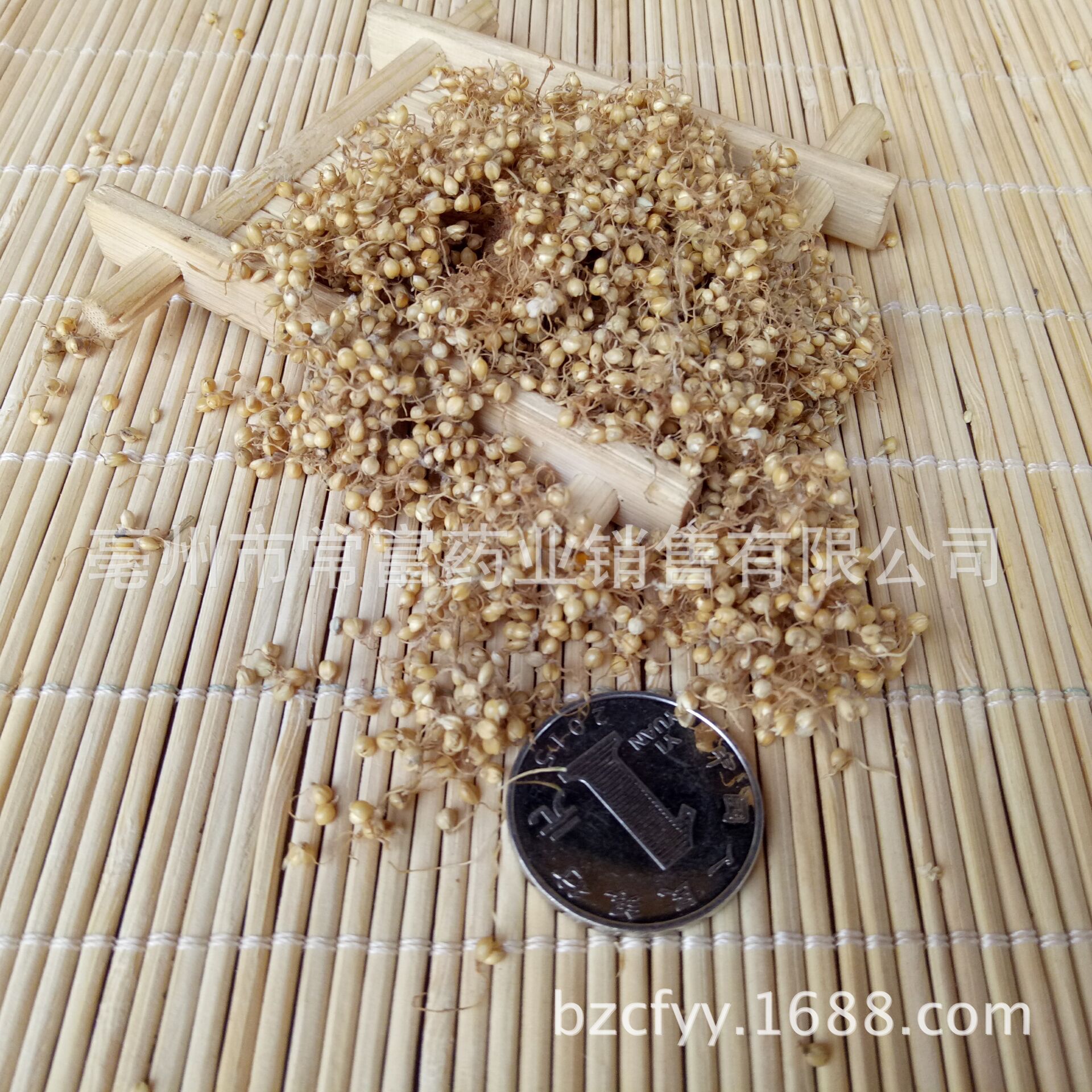 Dried Setaria Sprouted Grain Gu Ya 谷芽 Sprouted Millet Grain TCM Herbal Ingredient 500g - Image 4