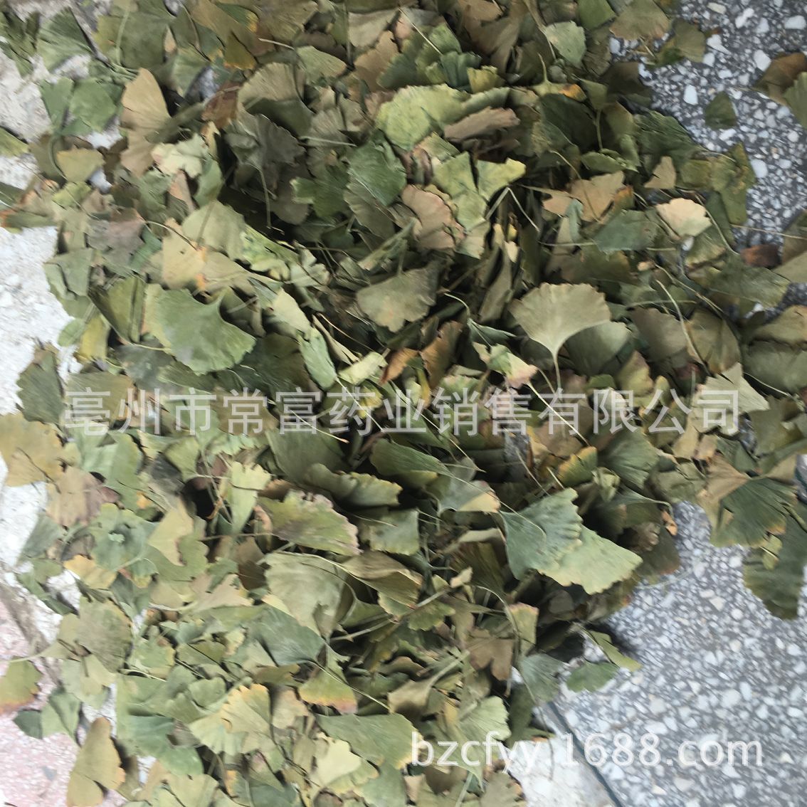 Ginkgo Leaf Tea Yin Xing Ye Dried Ginkgo biloba Leaves Triangular Teabags Fresh Green Cut Leaf 500g - Image 4