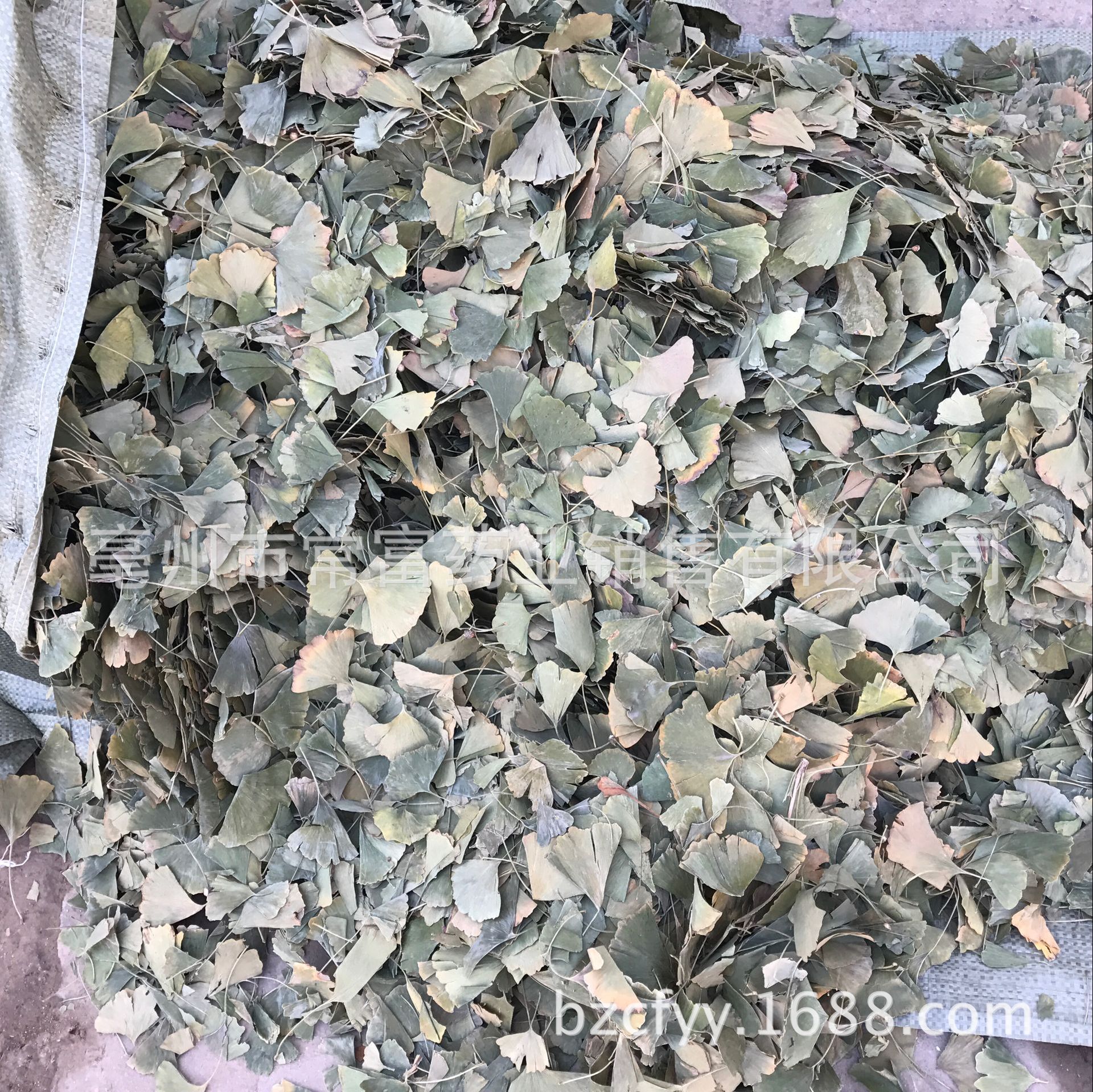 Ginkgo Leaf Tea Yin Xing Ye Dried Ginkgo biloba Leaves Triangular Teabags Fresh Green Cut Leaf 500g - Image 2
