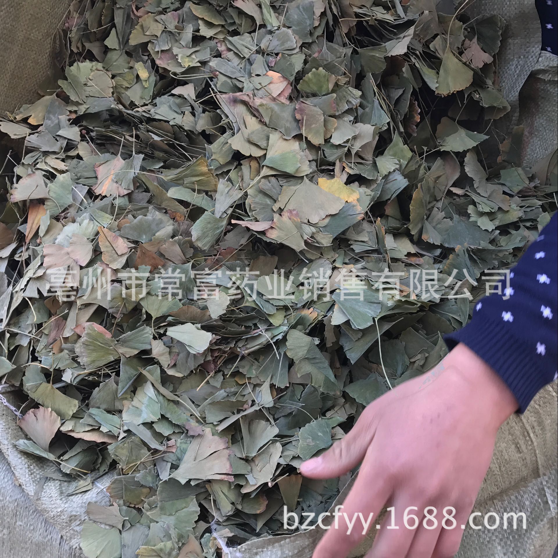 Ginkgo Leaf Tea Yin Xing Ye Dried Ginkgo biloba Leaves Triangular Teabags Fresh Green Cut Leaf 500g - Image 3