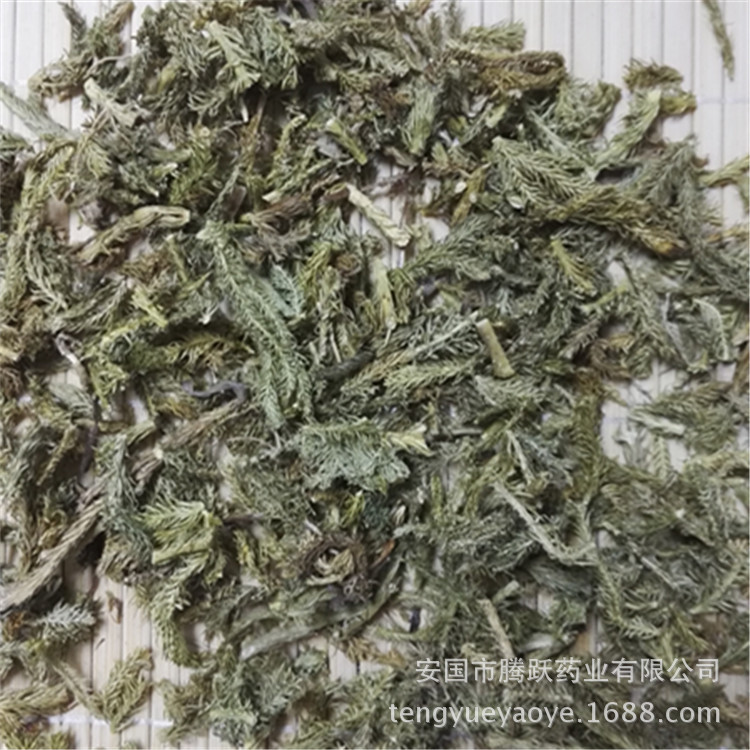 Dried Lycopodium Herb Shen Jin Cao Whole Herb Traditional TCM Botanical Wholesale - Image 3