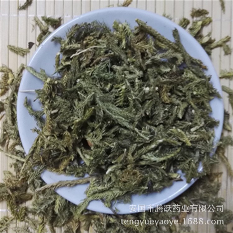 Dried Lycopodium Herb Shen Jin Cao Whole Herb Traditional TCM Botanical Wholesale - Image 2