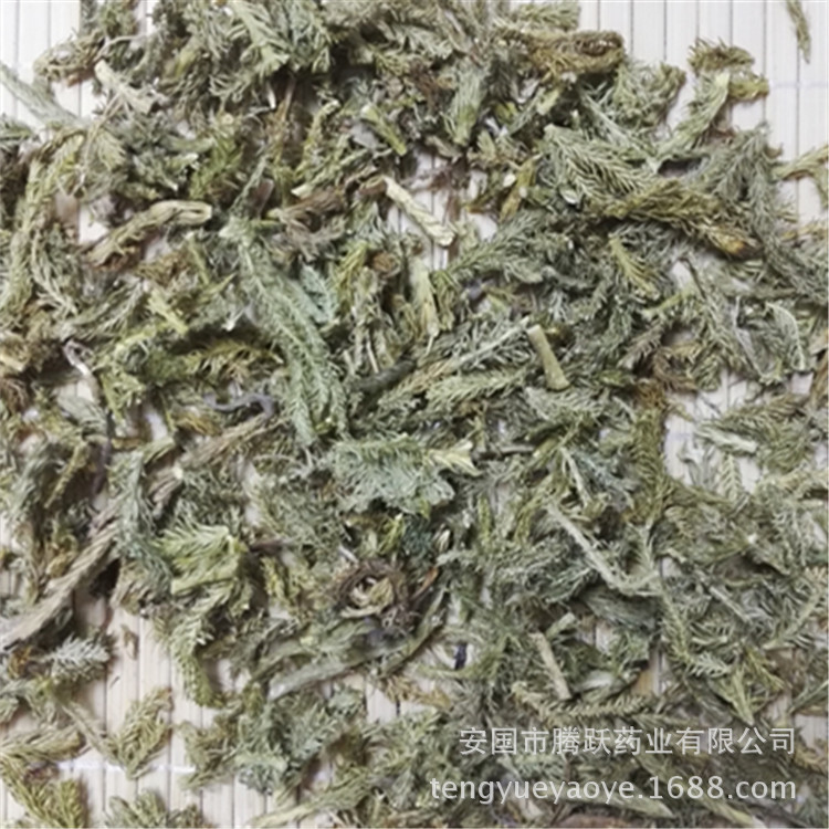 Dried Lycopodium Herb Shen Jin Cao Whole Herb Traditional TCM Botanical Wholesale - Image 4