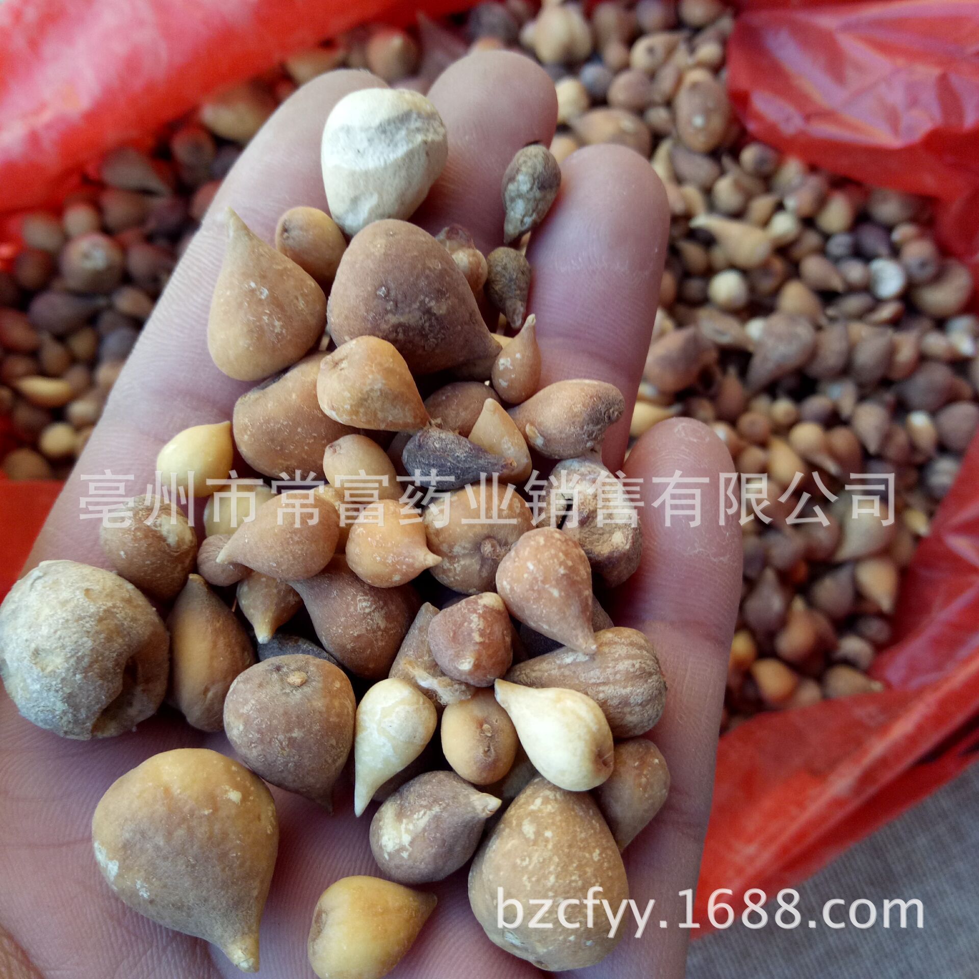 Dried Guang Gu Ci Bulbs 500g Natural Sun Dried Traditional Chinese Herb for Decoction and Culinary Use - Image 4