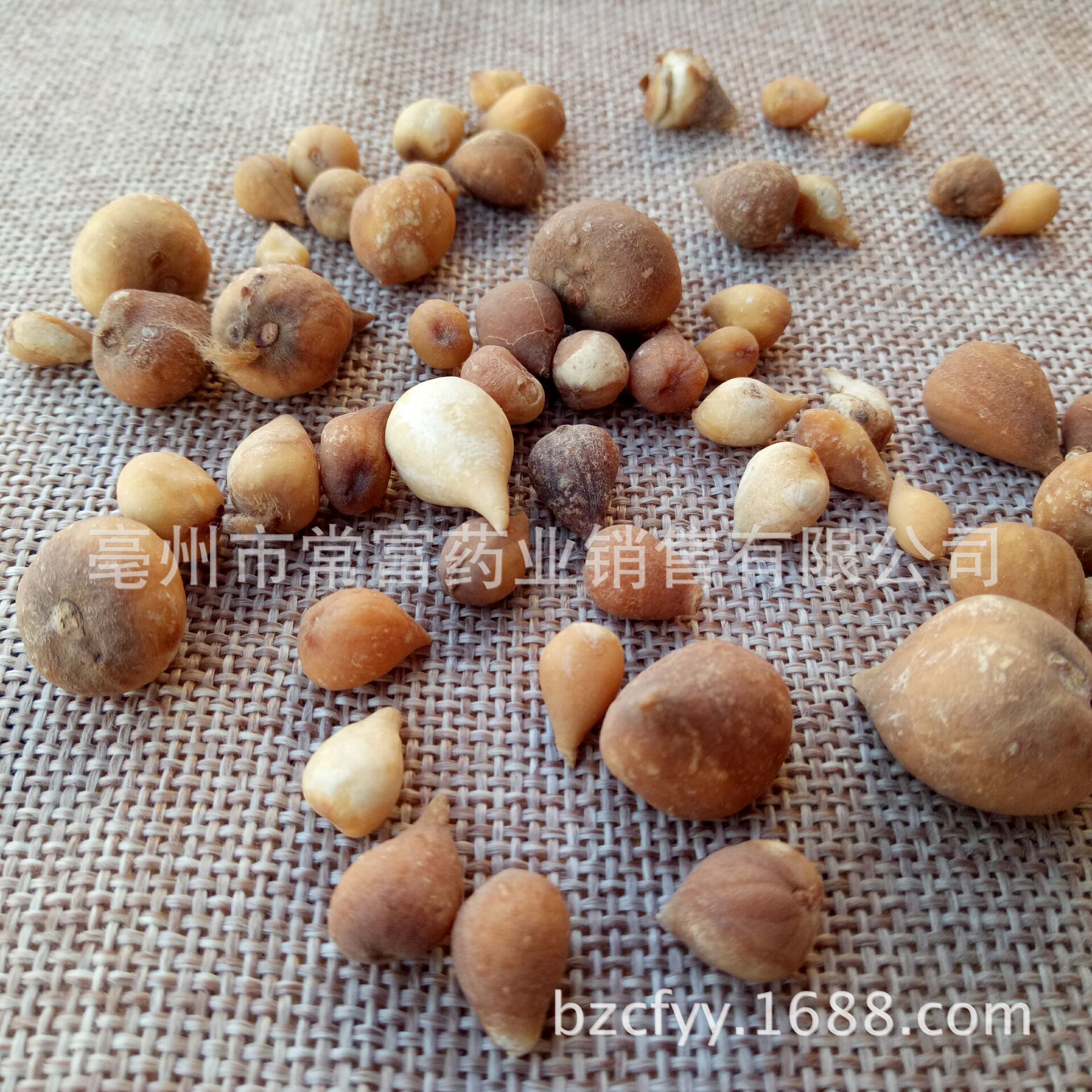 Dried Guang Gu Ci Bulbs 500g Natural Sun Dried Traditional Chinese Herb for Decoction and Culinary Use - Image 3