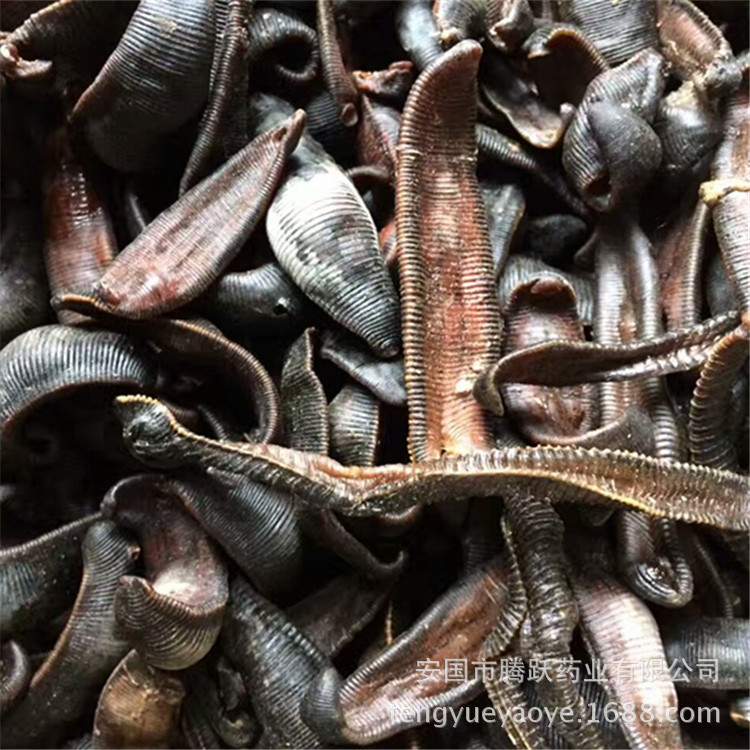 Dried Leech Shui Zhi 水蛭 Whole Dried Body Traditional Chinese Herbal Material 500g Bag - Image 2