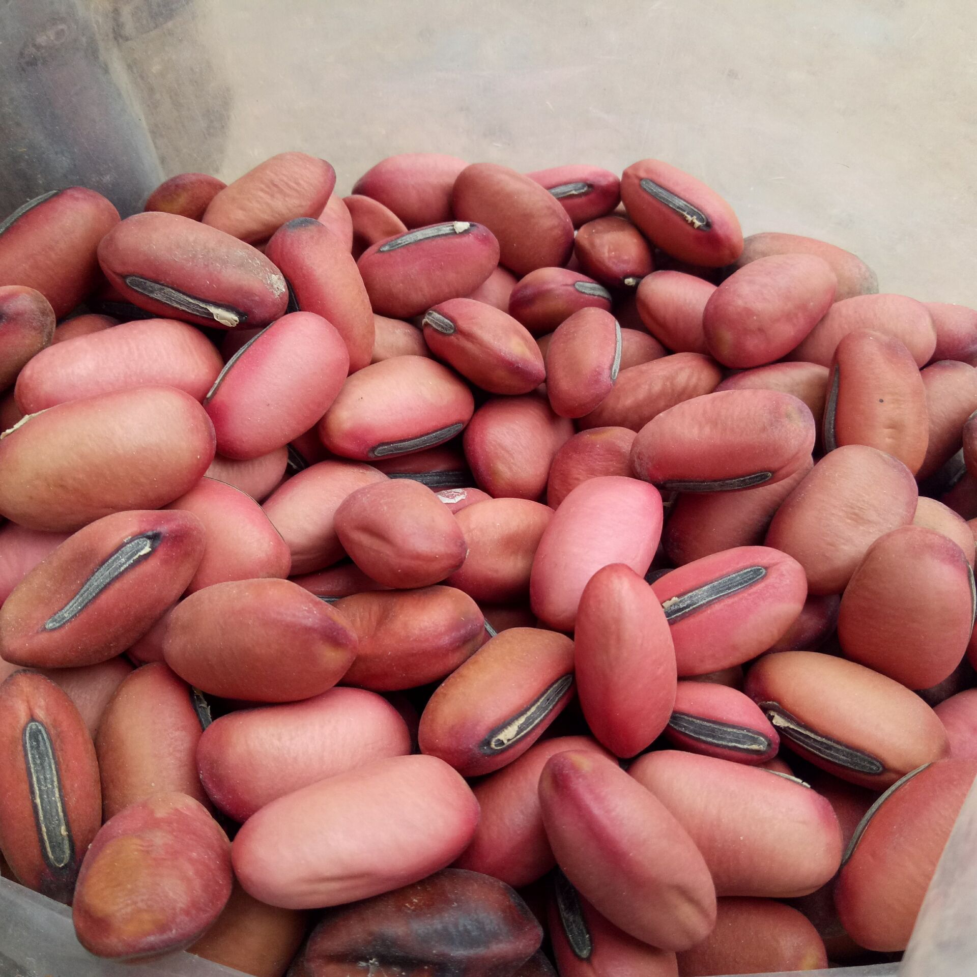 Dried Sword Bean Dao Dou Zi 500g Whole Seeds for Decoction and Craft Use - Image 4