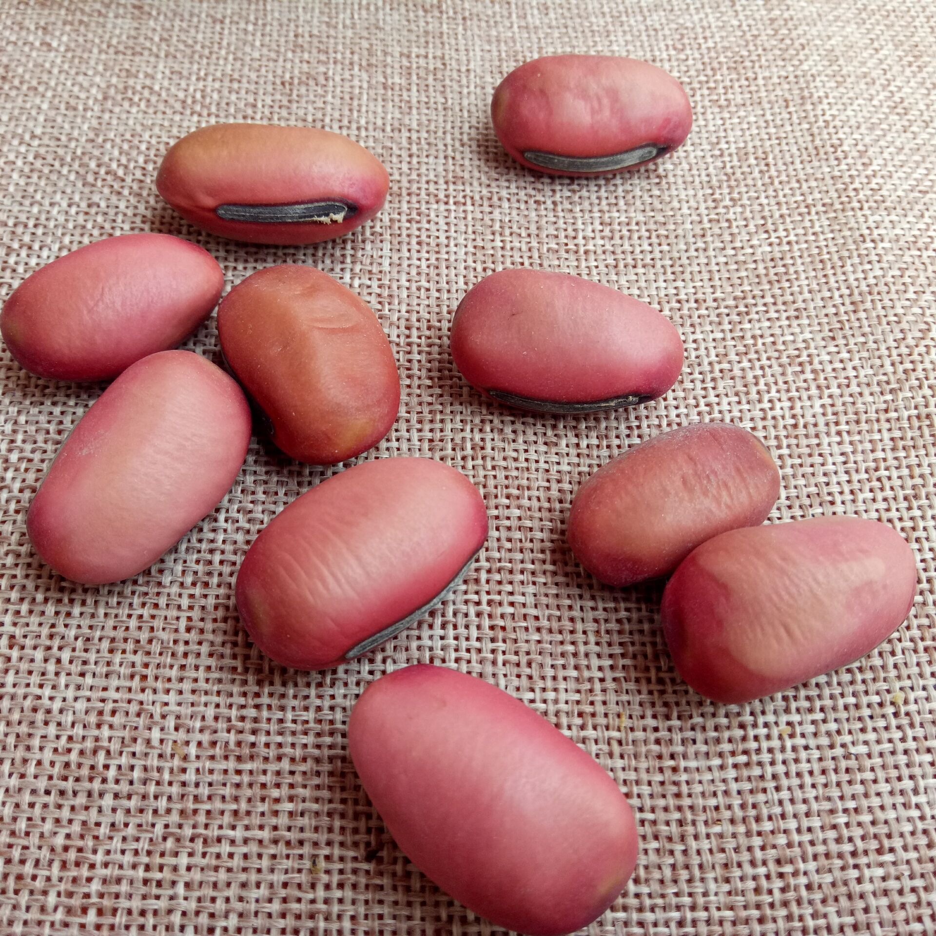 Dried Sword Bean Dao Dou Zi 500g Whole Seeds for Decoction and Craft Use - Image 2