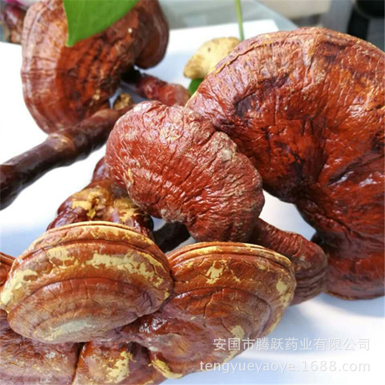 Lingzhi Reishi Mushroom Slices Ganoderma lucidum Dried Herb for Tea and Decoction Wholesale - Image 2