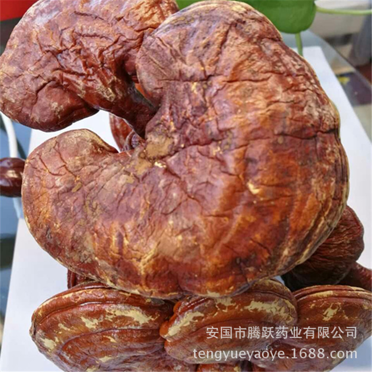 Lingzhi Reishi Mushroom Slices Ganoderma lucidum Dried Herb for Tea and Decoction Wholesale - Image 5