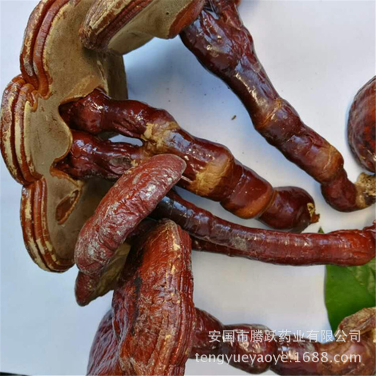 Lingzhi Reishi Mushroom Slices Ganoderma lucidum Dried Herb for Tea and Decoction Wholesale - Image 3