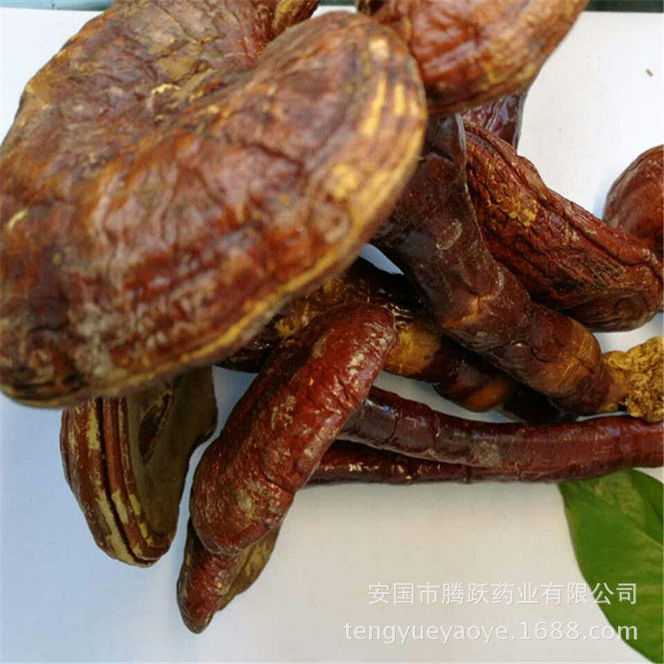 Lingzhi Reishi Mushroom Slices Ganoderma lucidum Dried Herb for Tea and Decoction Wholesale - Image 4