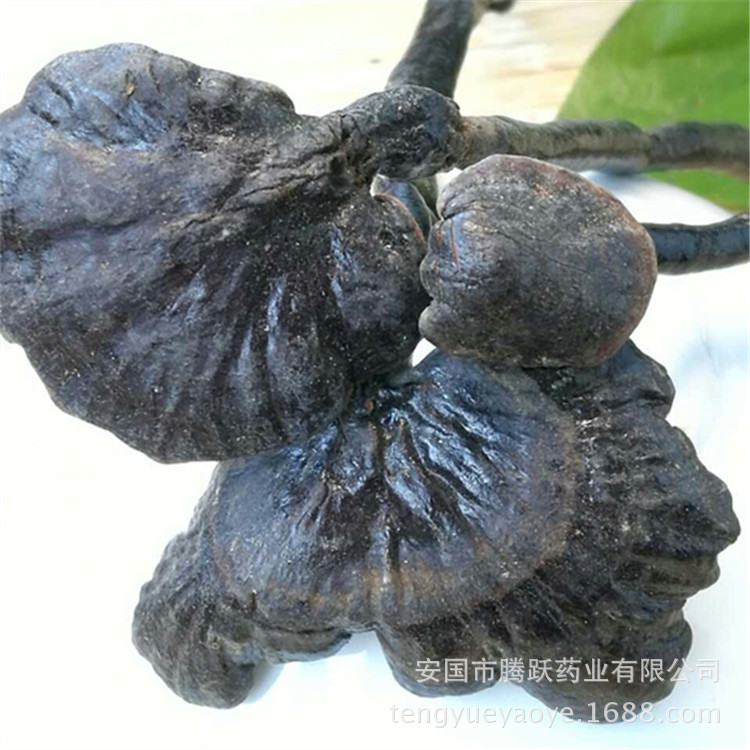 Dried Black Reishi Mushroom Ling Zhi 灵芝 Whole Fruiting Body Traditional Herbal Tea and Decoction Herb 500g - Image 5