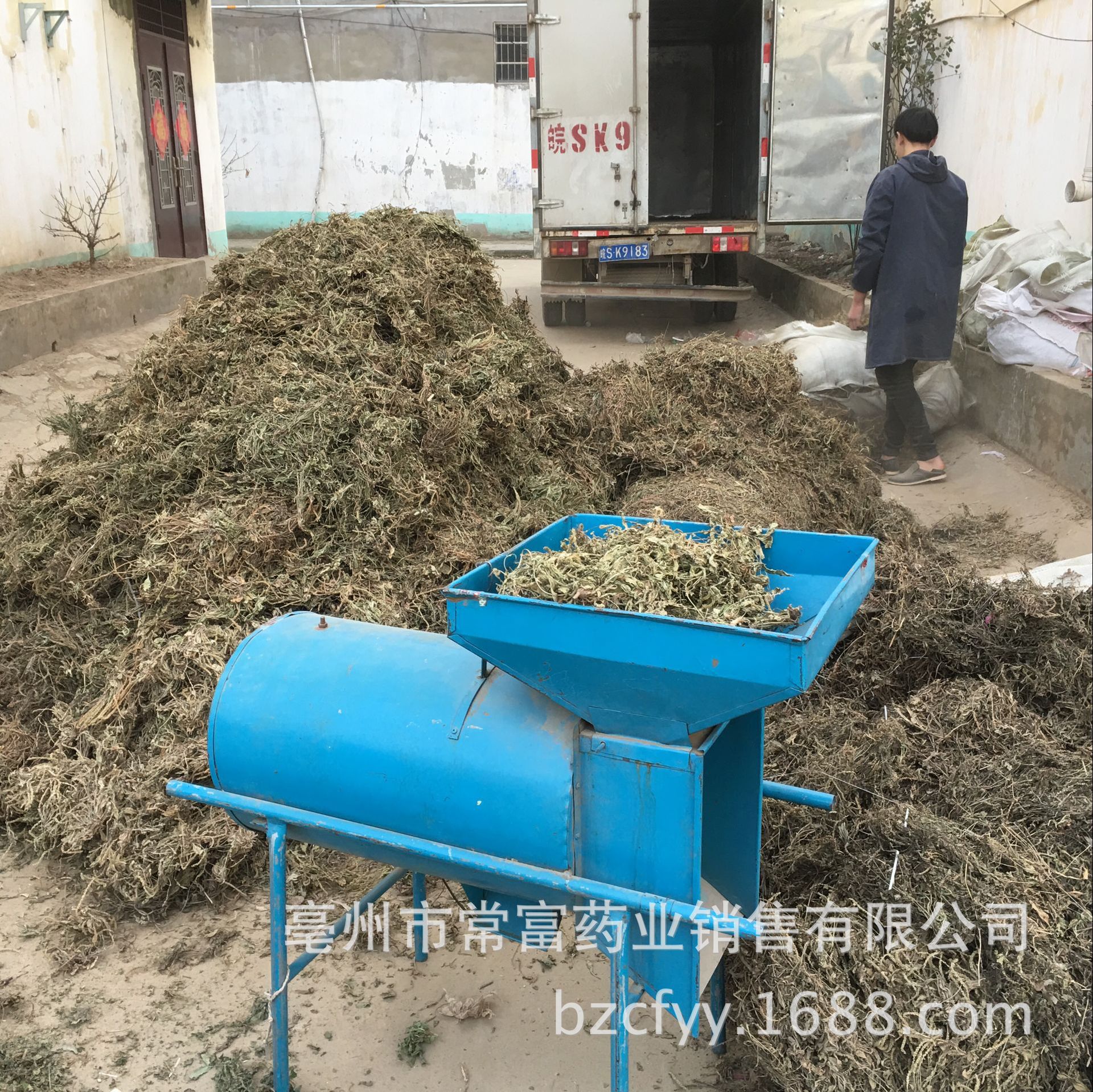 Dried Plantain Herb Che Qian Cao Whole Plant Loose Herbal Tea 500g - Image 5