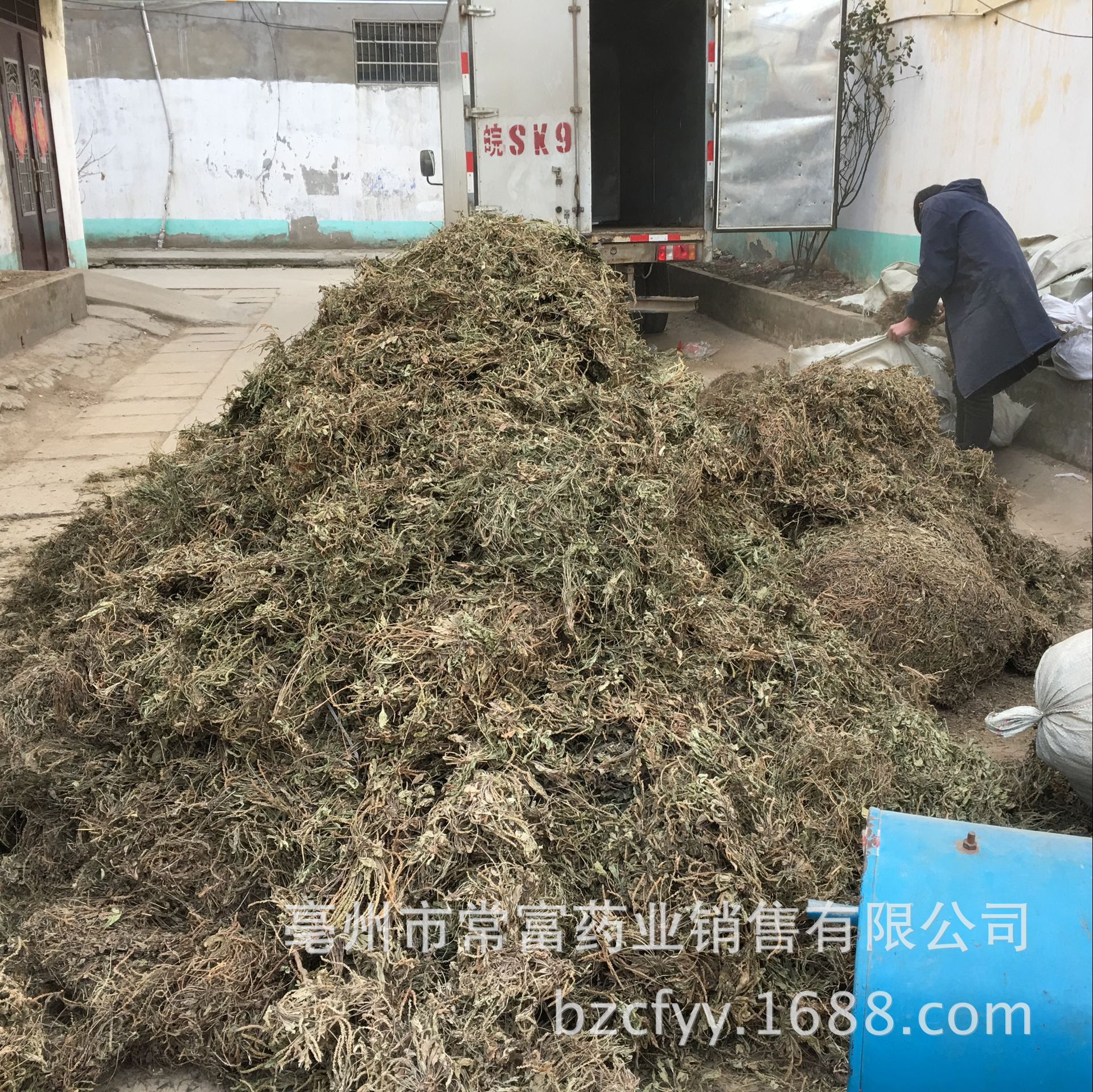 Dried Plantain Herb Che Qian Cao Whole Plant Loose Herbal Tea 500g - Image 4