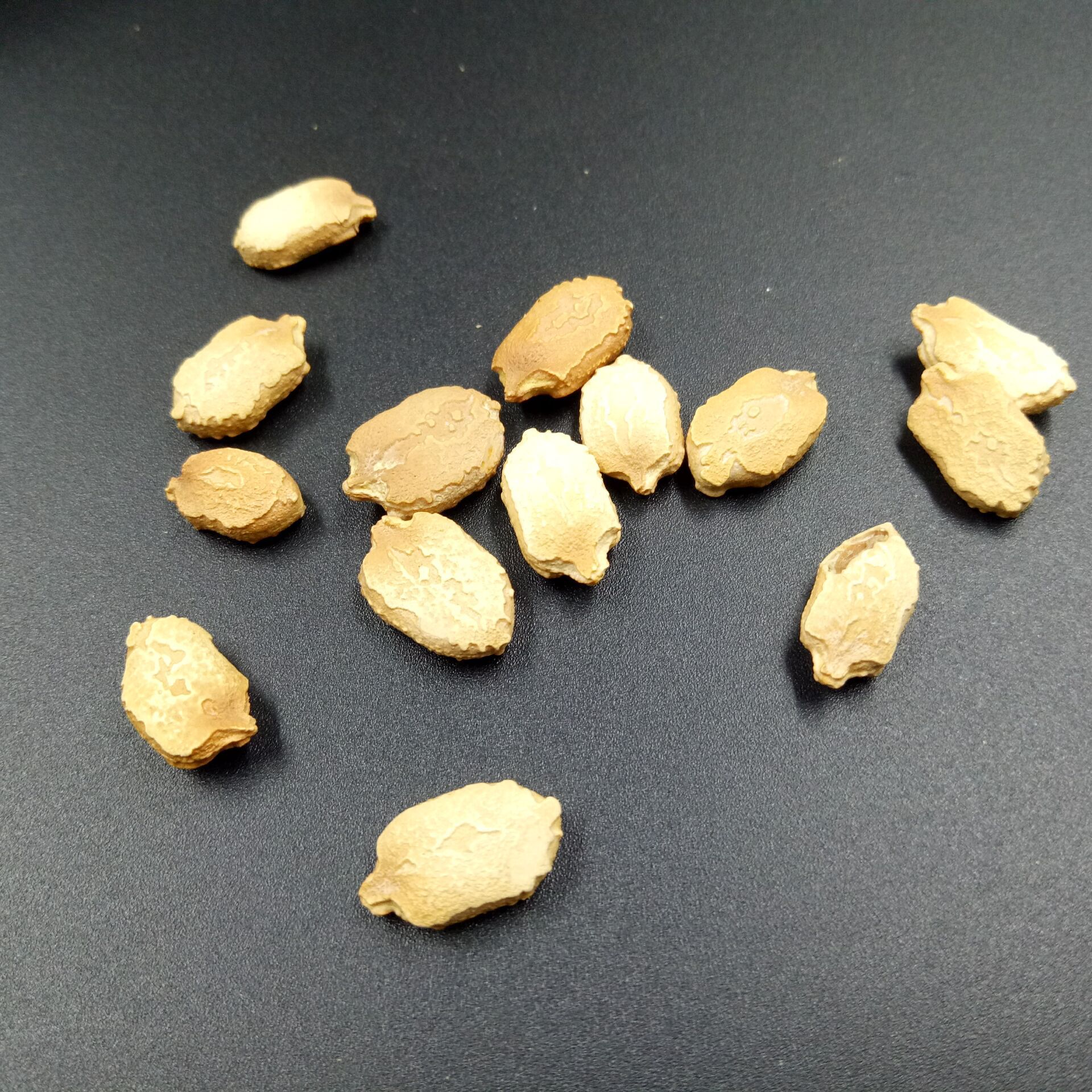 Bitter Melon Seeds Ku Gua Zi 500g Dried Momordica Charantia Seeds for Herbal Decoction and Culinary Use - Image 2