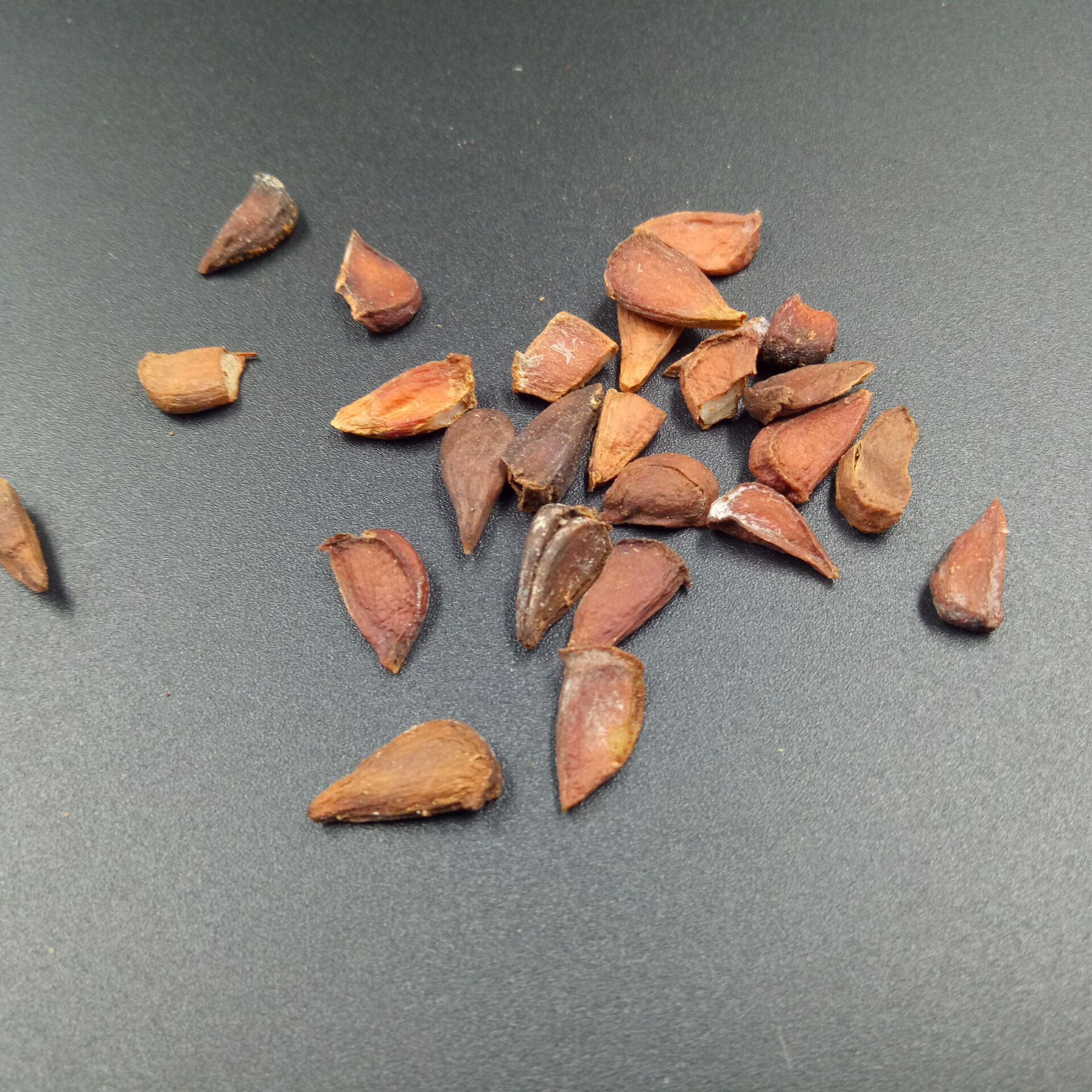 Papaya Seeds Mu Gua Zi 500g Dried Herbal Seeds for Culinary and Traditional Use - Image 3
