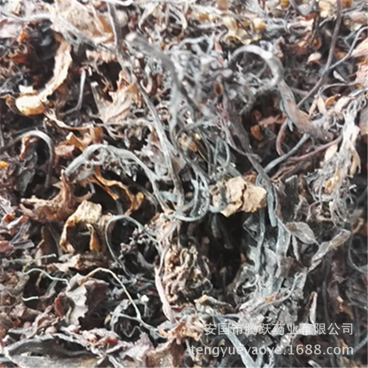 Dried Seaweed Hai Zao Whole Herb Bulk Chinese Medicinal Sea Vegetable for Decoction and Culinary Use - Image 2
