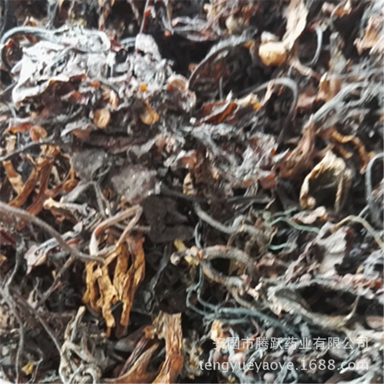 Dried Seaweed Hai Zao Whole Herb Bulk Chinese Medicinal Sea Vegetable for Decoction and Culinary Use - Image 4