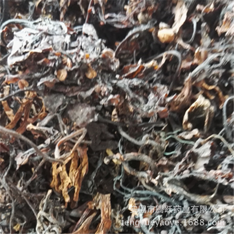 Dried Seaweed Hai Zao Whole Herb Bulk Chinese Medicinal Sea Vegetable for Decoction and Culinary Use - Image 3