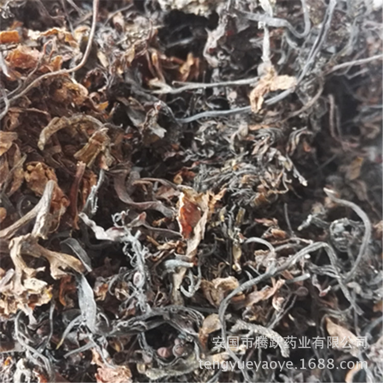 Dried Seaweed Hai Zao Whole Herb Bulk Chinese Medicinal Sea Vegetable for Decoction and Culinary Use - Image 5