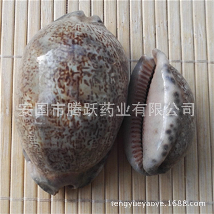 Purple Cowrie Shell Zi Bei Chi Dried TCM Mineral Ingredient Bulk Wholesale - Image 2