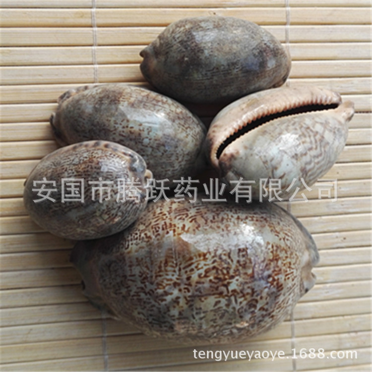 Purple Cowrie Shell Zi Bei Chi Dried TCM Mineral Ingredient Bulk Wholesale - Image 3