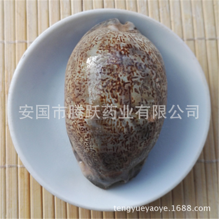 Purple Cowrie Shell Zi Bei Chi Dried TCM Mineral Ingredient Bulk Wholesale - Image 4