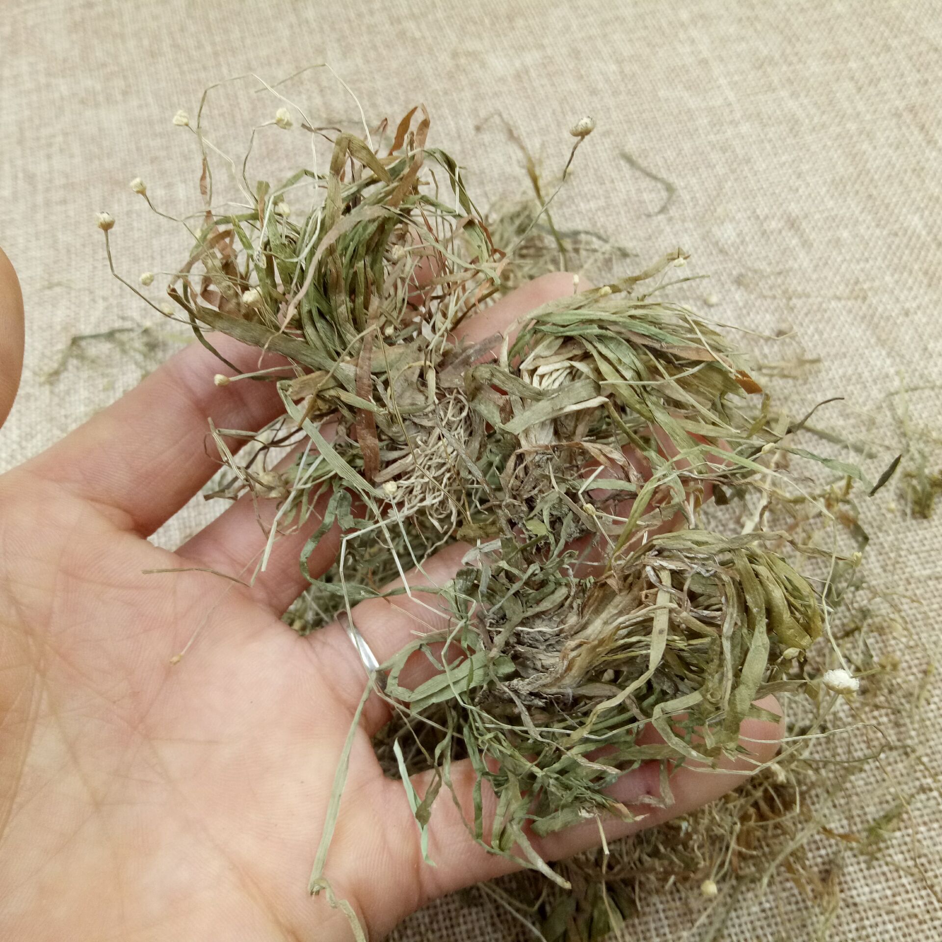 Dried Eriocaulon Flower Buds Gu Jing Cao Whole Herb 500g Traditional Chinese Herbal Tea Ingredient - Image 3